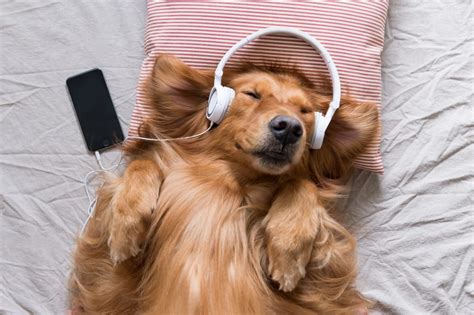 Can Dogs Hear Music? An Insight into the Canine Audiovisual Experience